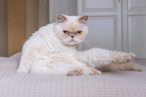 The different personalities of cats