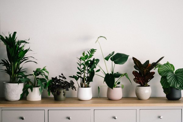 The best indoor plants for air purification